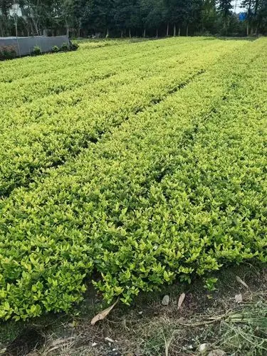 阳江绿化工程投标文件范本