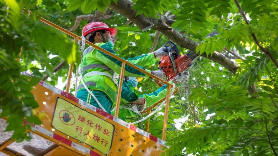 应城园林绿化苗木价格市场价怎么询价