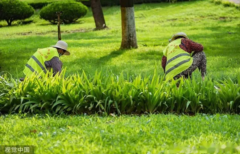 松江区本地绿化工程设计