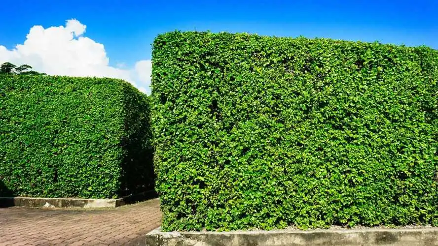花池园林景观设计
