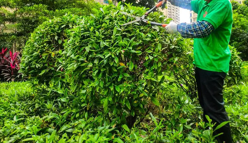广东率先开展绿化工程项目